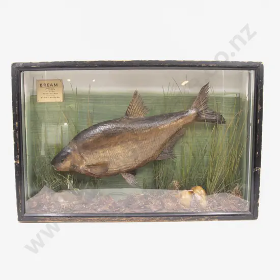 Glazed Display of a Trophy Bream