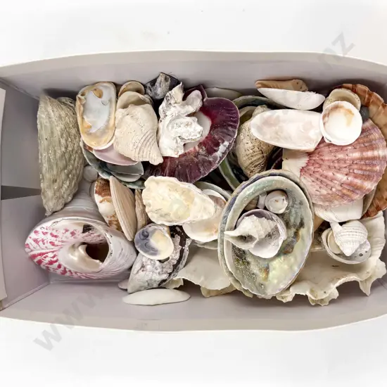 Qty of Assorted Shells