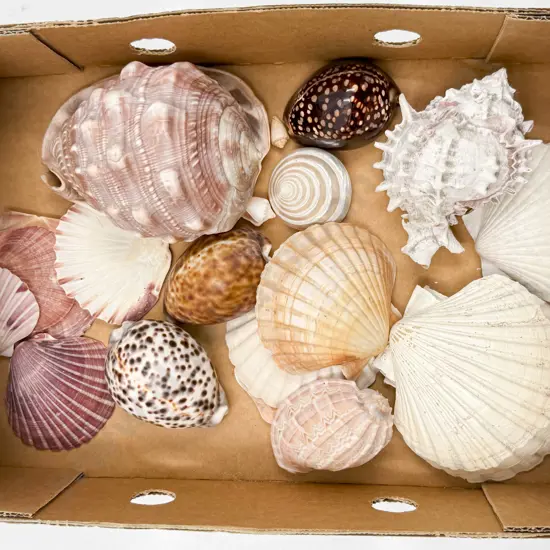 Qty of Assorted Shells
