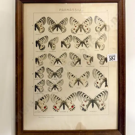 Framed Butterfly Study Bookplate