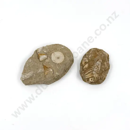 Two Fossil Specimens