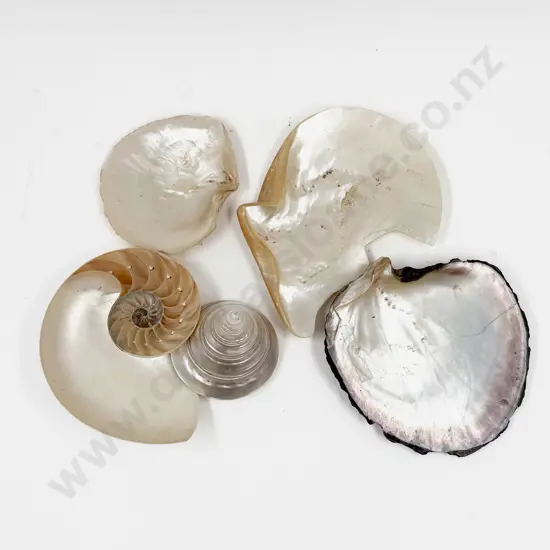 Qty of Assorted Shells