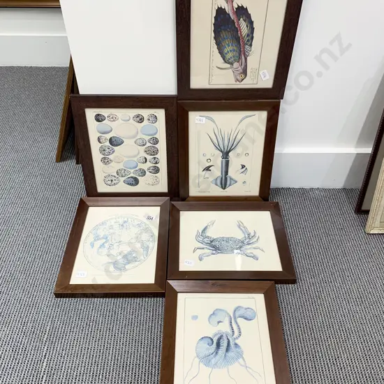 Five Assorted Scientific Study Prints