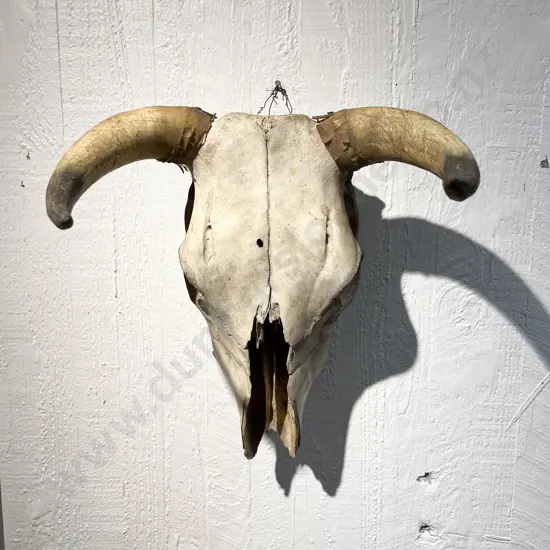 Vintage Bull Skull