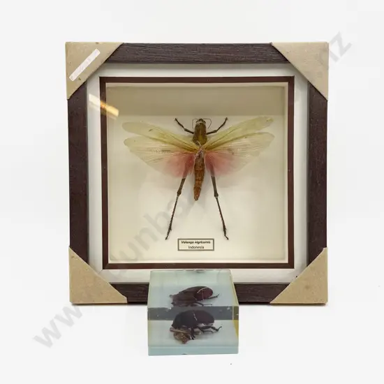 Framed Indonesia Valanga Nigricornis with Beetle Paper Weight