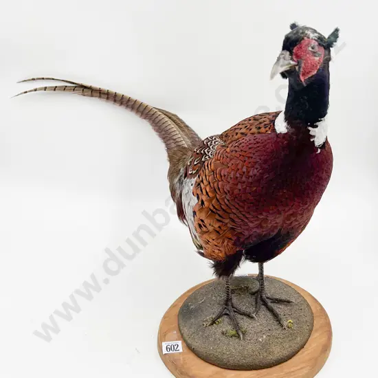 Taxidermy Pheasant On Stand