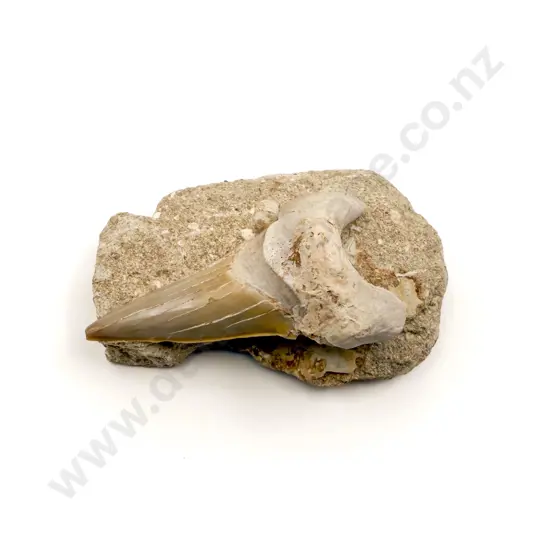 Fossilized Shark Tooth