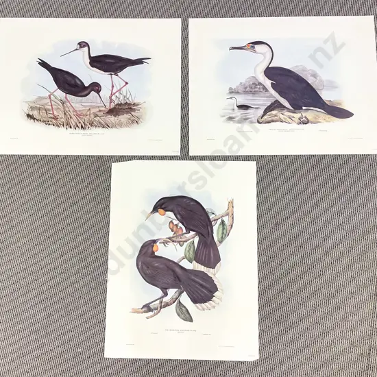 Three Limited Edition NZ Native Bird Prints