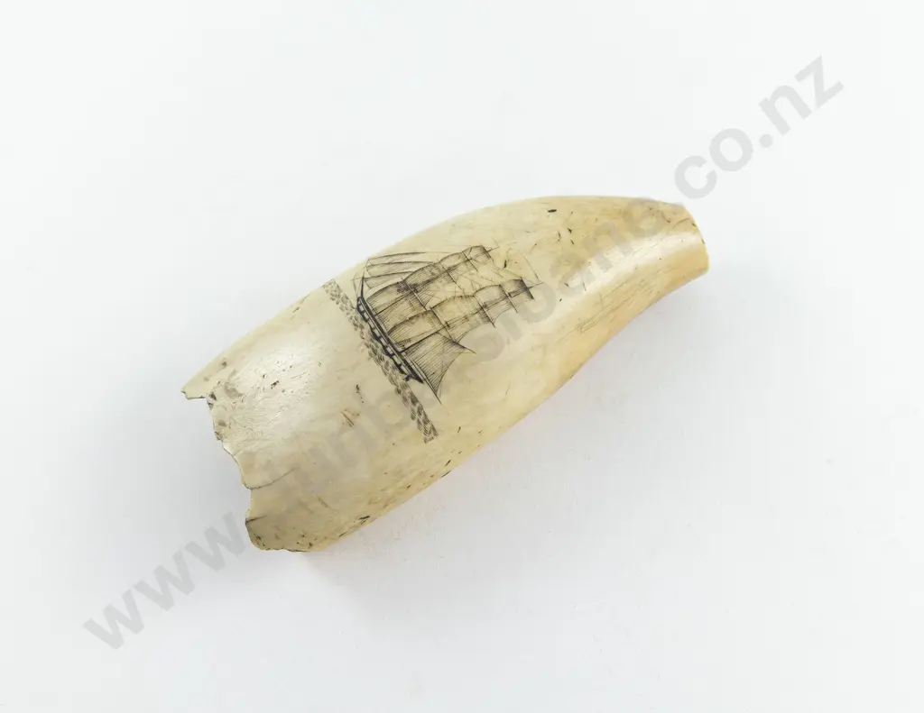 C19th Large Scrimshaw Whale Tooth Image 1++