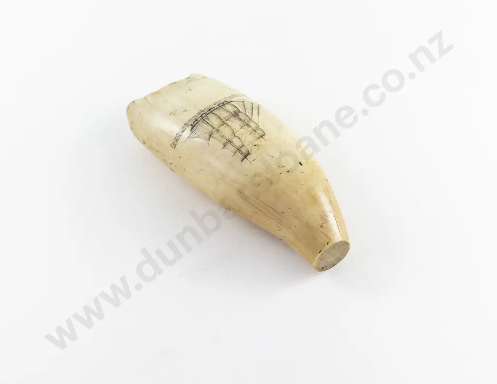 C19th Large Scrimshaw Whale Tooth Image 1++