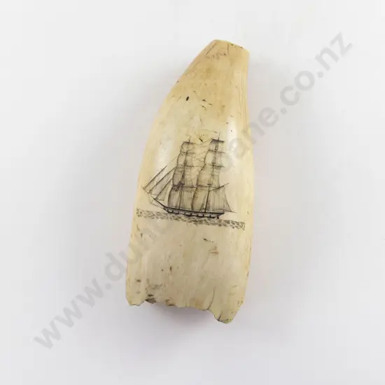 C19th Large Scrimshaw Whale Tooth