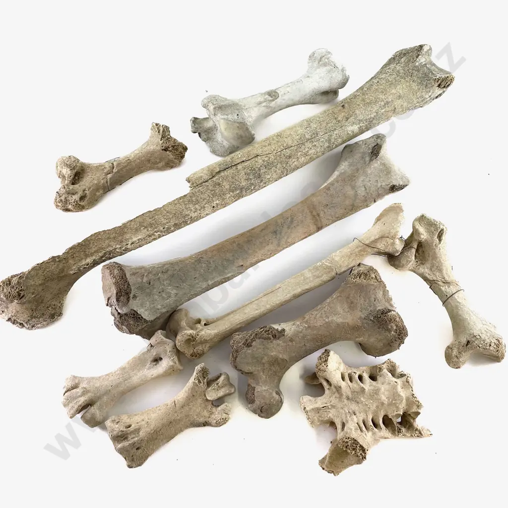 Quantity of Assorted Moa Bones Image 1++