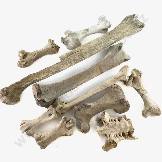 Quantity of Assorted Moa Bones