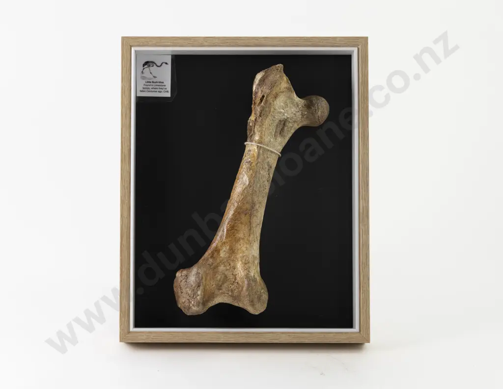 Moa Leg Bone Image 1++