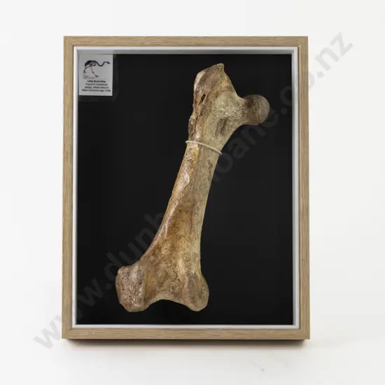 Moa Leg Bone