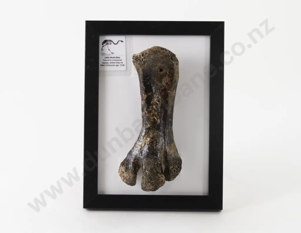 Moa Leg Bone Image 1++