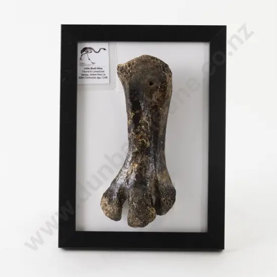 Moa Leg Bone