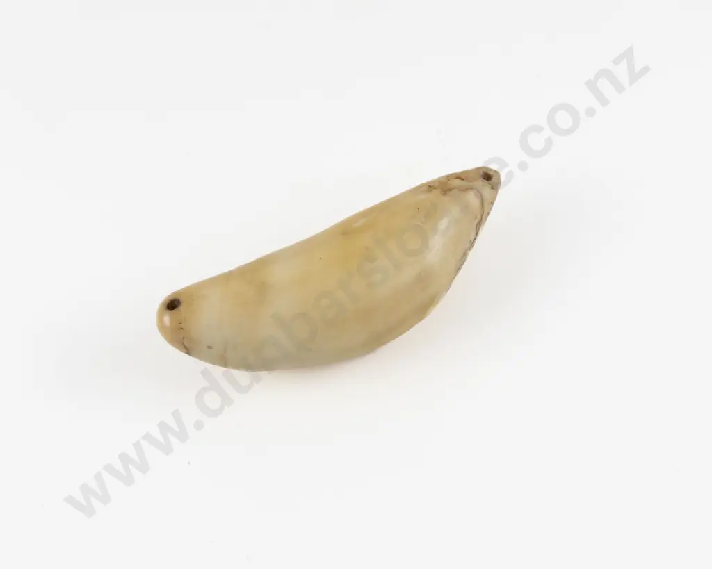 Fijian Tabua (Ceremonial Marine Ivory Tooth) Image 1++
