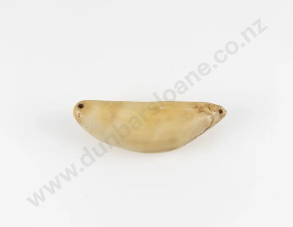 Fijian Tabua (Ceremonial Marine Ivory Tooth) Image 1++