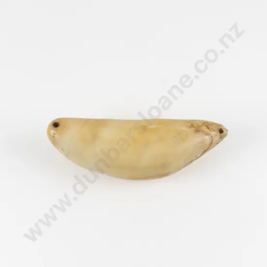 Fijian Tabua (Ceremonial Marine Ivory Tooth)