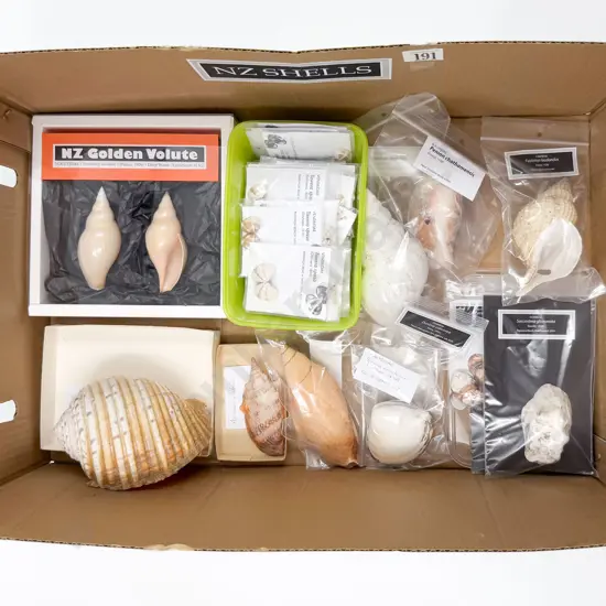 Collection of NZ Shells