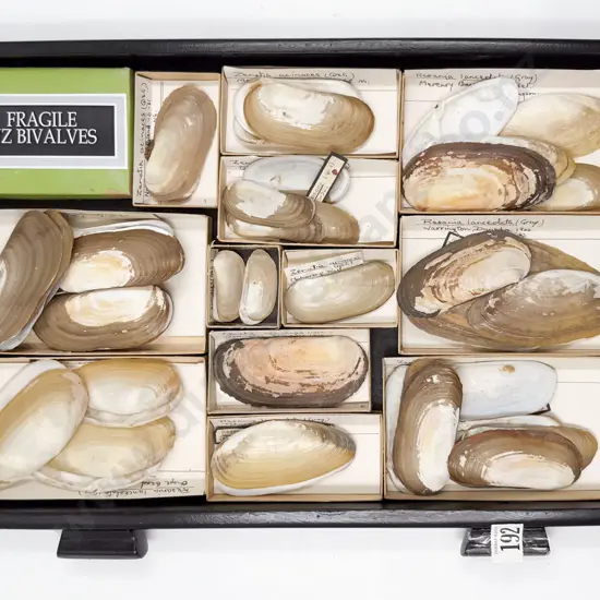 Collection of NZ Bivalves