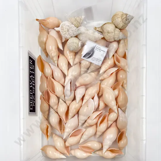 Collection of NZ Deepwater Shells
