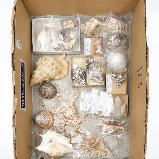 Collection of Tropical Shells