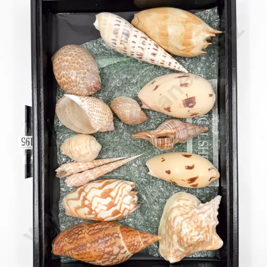 Collection of Tropical Shells