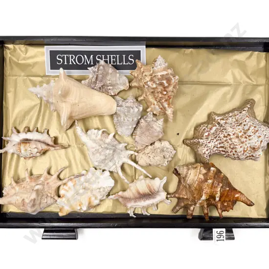 Collection of Storm Shells