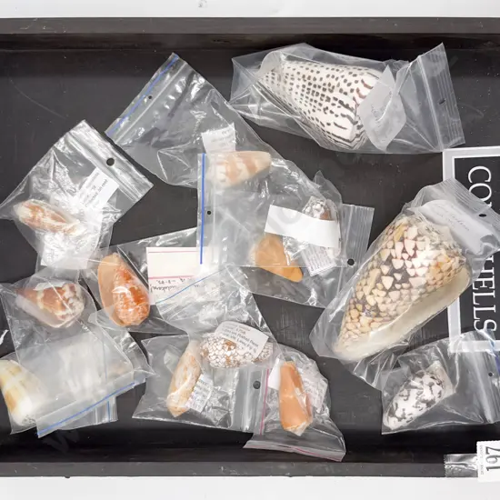 Collection of Cone Shells