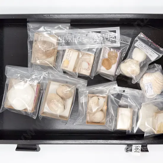 Collection of World Bivalves