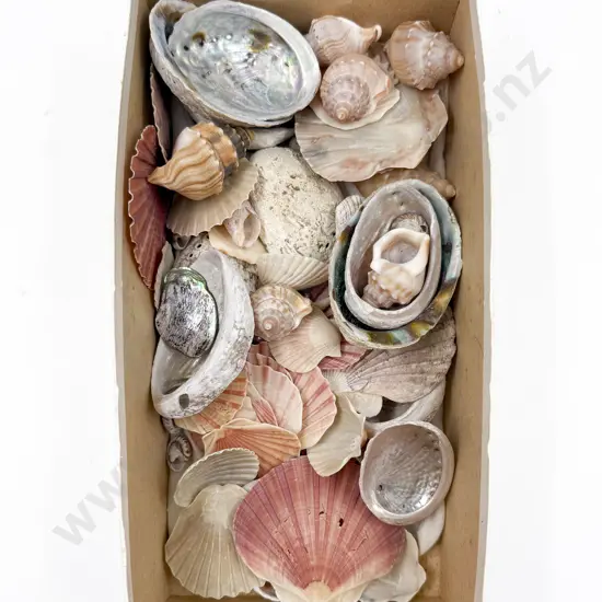Small Quantity of Assorted Shells