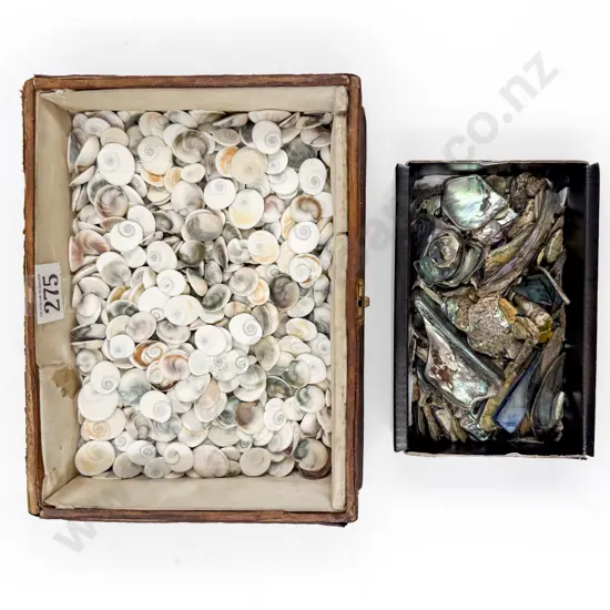 Quantity of Assorted Cat's Eyes Shells & Paua Pieces