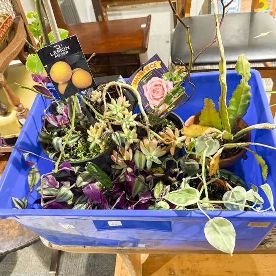 Quantity of Assorted House Plants