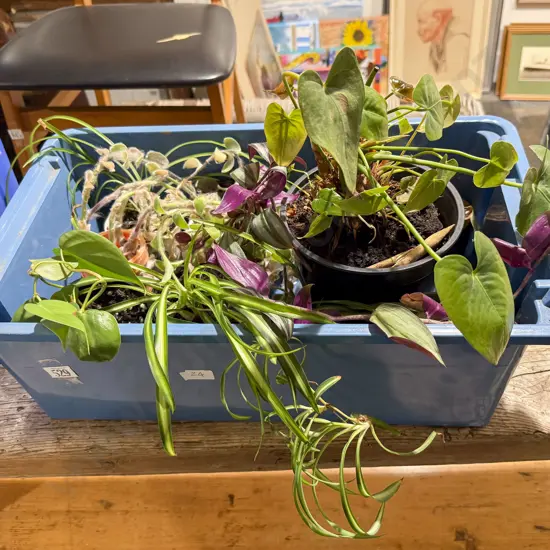 Quantity of Assorted House Plants
