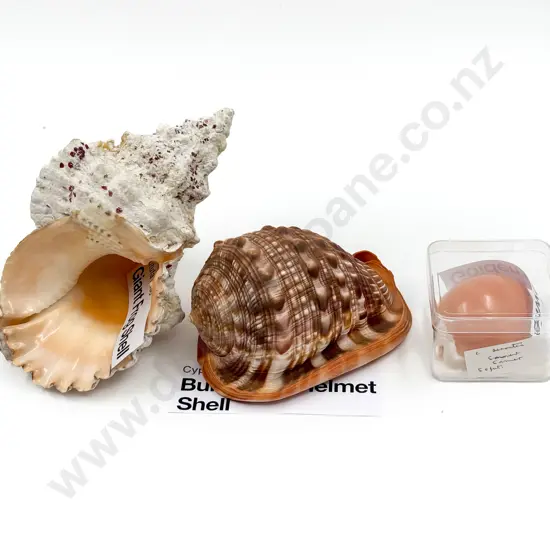 Giant Frog Shell together with Bullmouth Helmet Shell & Other