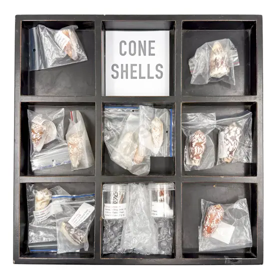 Collection of Assorted Cone Shells in Tray