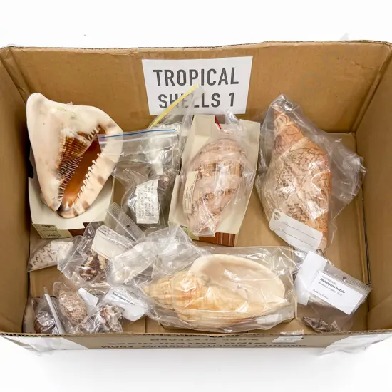 Collection of Assorted Tropical Shells