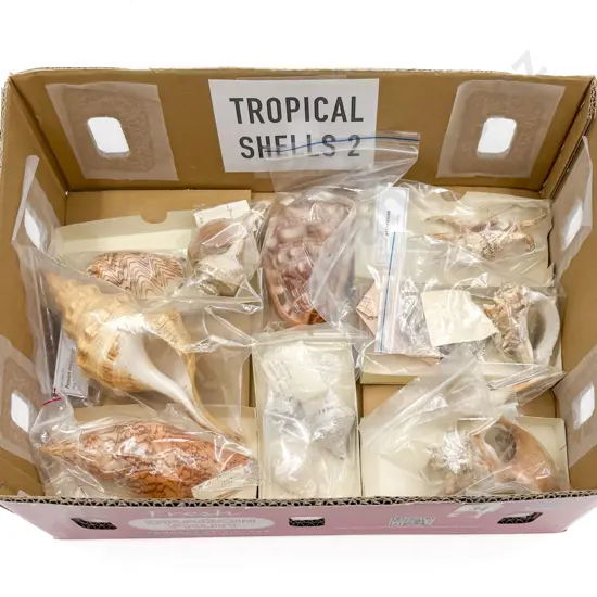 Collection of Assorted Tropical Shells