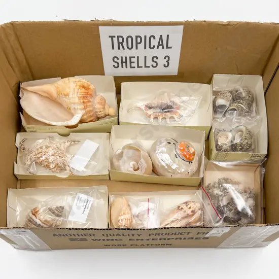 Collection of Assorted Tropical Shells