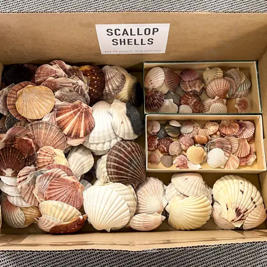 Box Quantity of Assorted Scallop Shells
