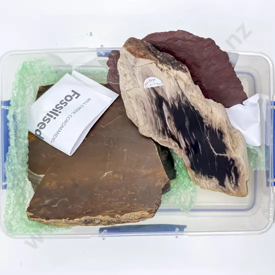 Two Pieces of Fossiled Wood together with Red Rocks Specimen