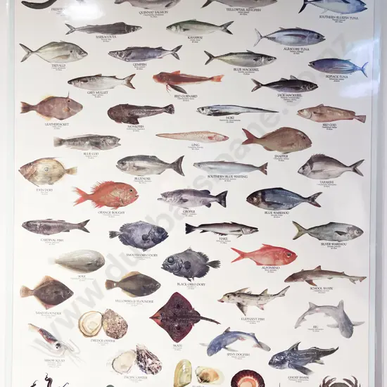 Kiwiana NZ Commercial Fish Species Poster