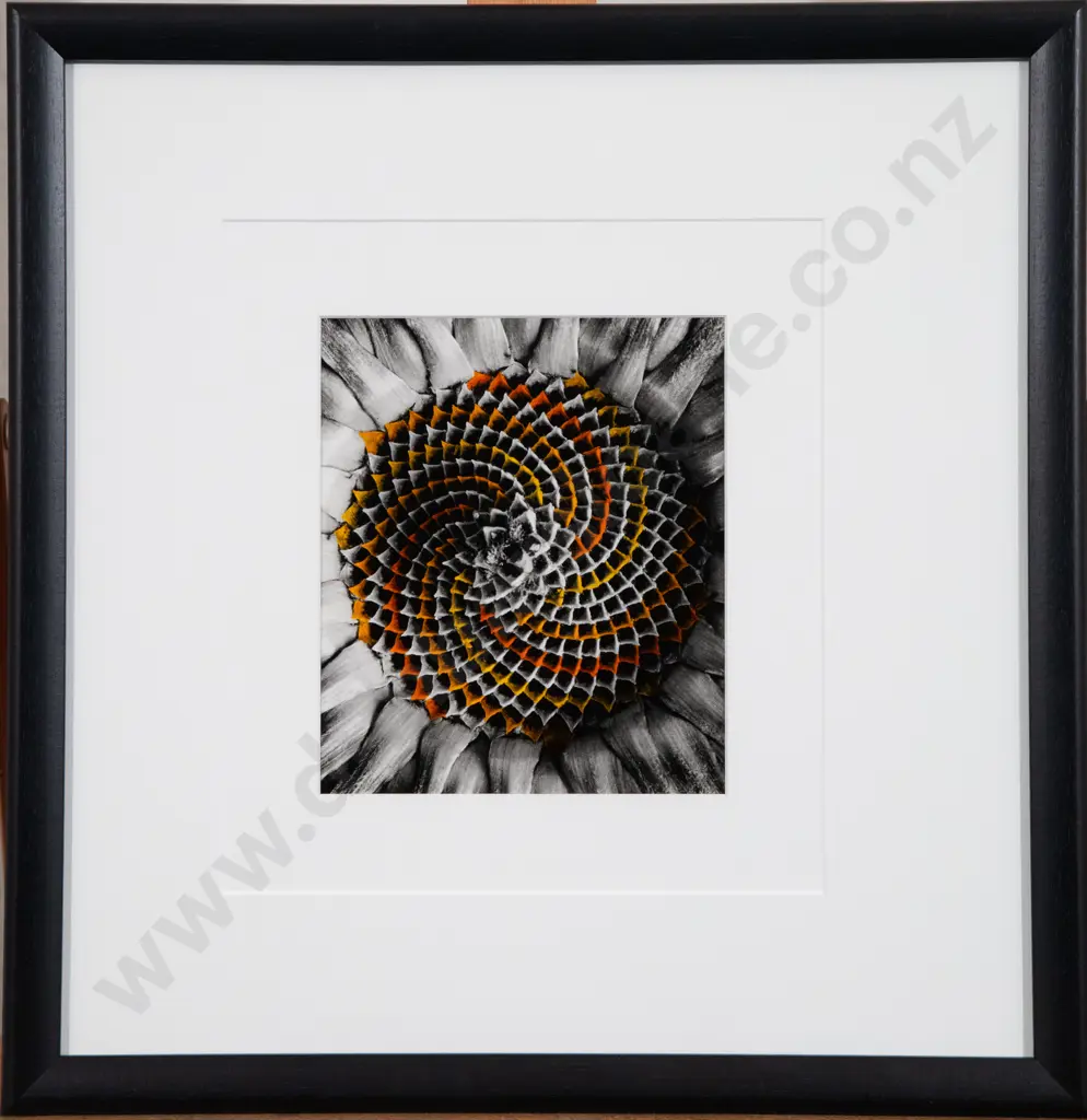 Grant Douglas - Sunflower Image 1++