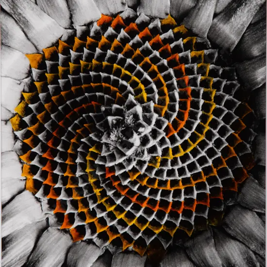 Grant Douglas - Sunflower