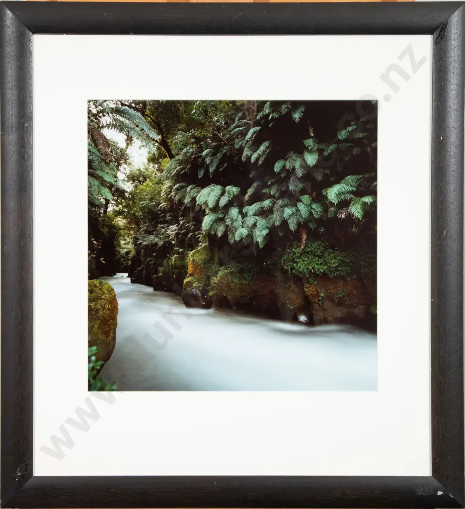 Unknown Photographer - Ferns by the River Image 1++