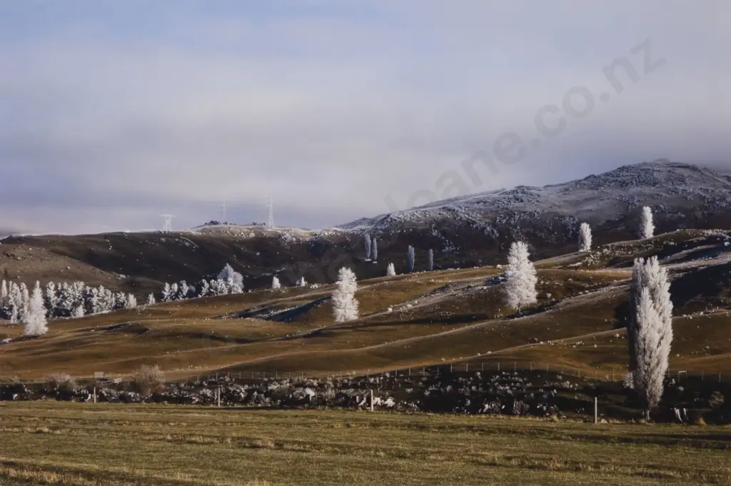 Peter Evans - Frozen Trees and Pylons (Fruitlands) Image 1++