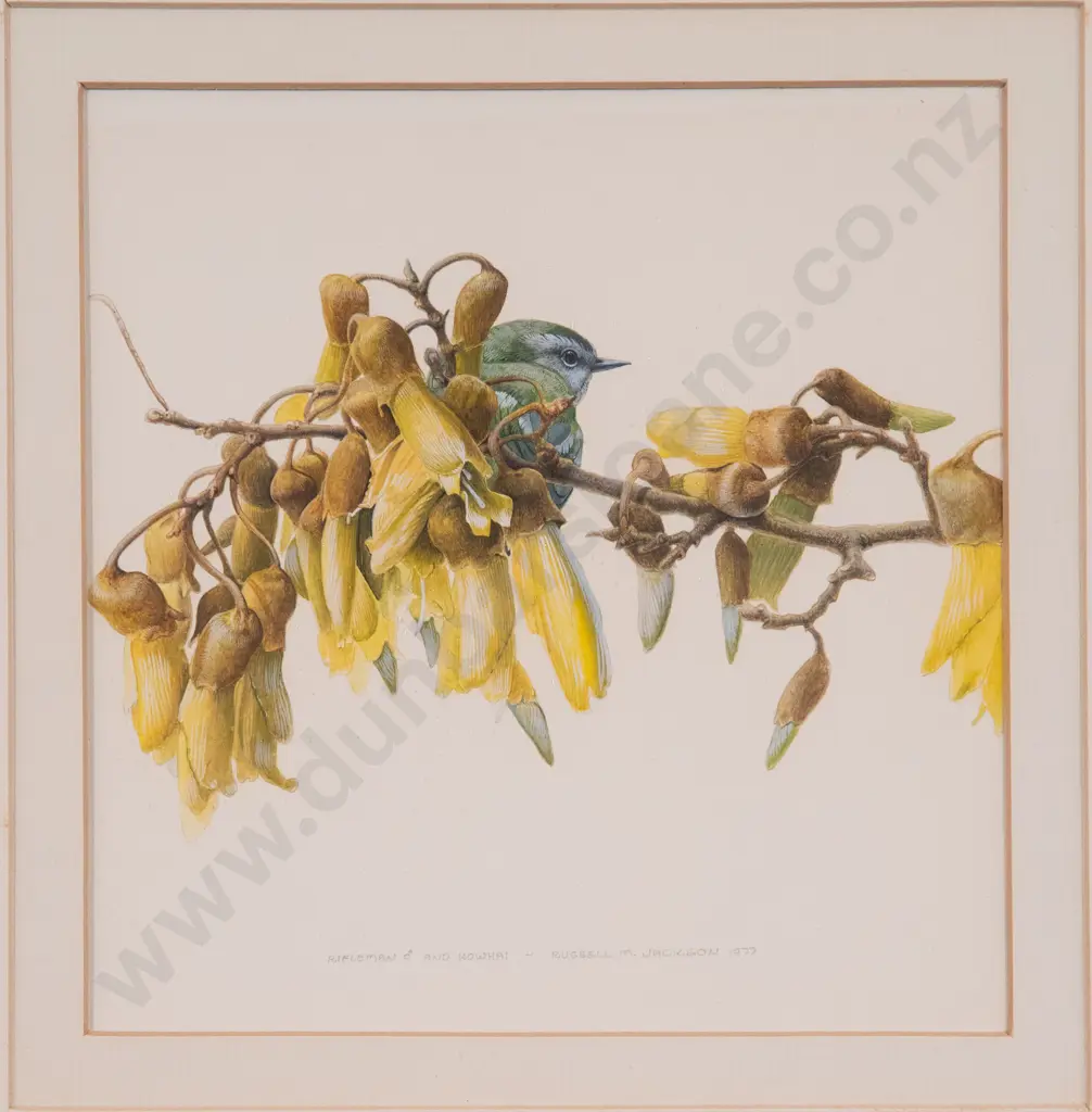 Russell M. Jackson (b 1947) - Rifleman and Kowhai Image 1++