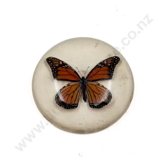 Large Butterfly Display Paperweight